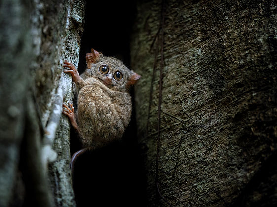 Singes Tarsiers Tangkoko National Park, Sulawesi