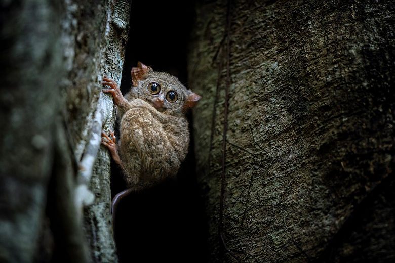 Singes Tarsiers Tangkoko National Park, Sulawesi