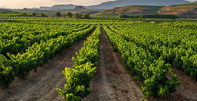 Vignes à San Vicente de la Sonsierra