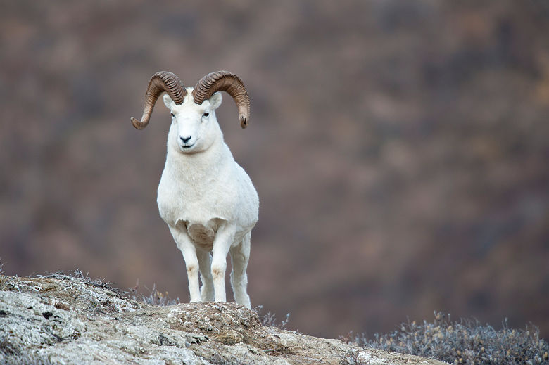 Alaska - Portrait d'un mouflon canadien en montagne