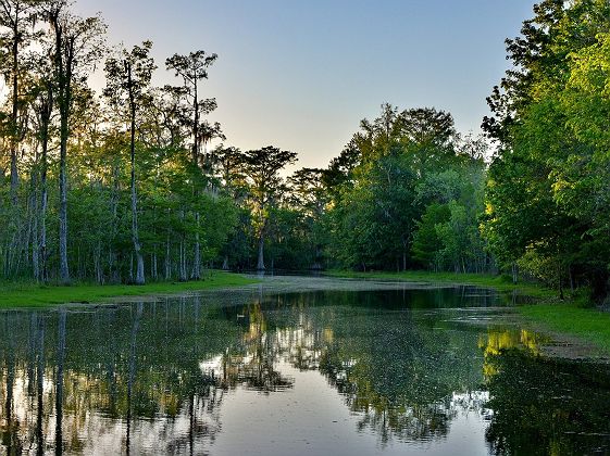 Louisiana Bayou illuminated by evening sunlight. This picture was taken of Bayou Black in Houma