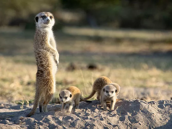 Famille de Suricates au bord de Ntwetwe Pan, Botswana