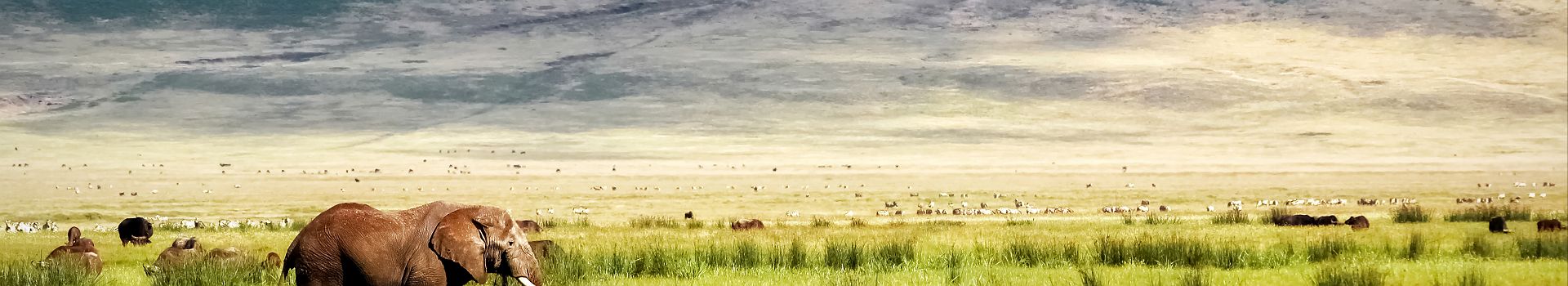 Tanzanie - Portrait d'un éléphant au parc national Serengeti