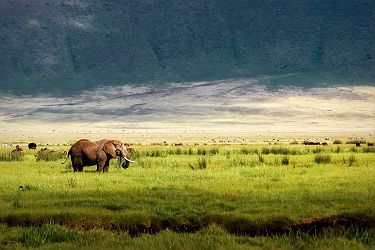 Tanzanie - Portrait d'un éléphant au parc national Serengeti