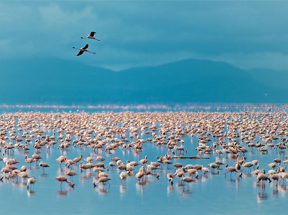 Flamands roses sur le Lac Manyara