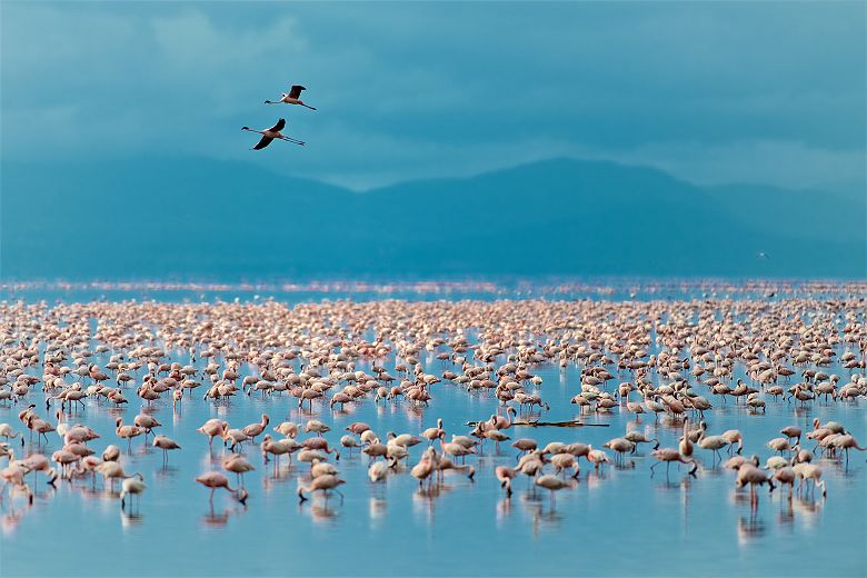 Flamands roses sur le Lac Manyara