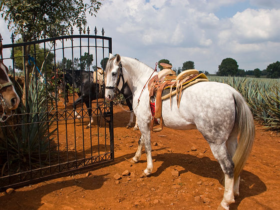 Chevaux au bord d'une plantation d'Agave - Mexique