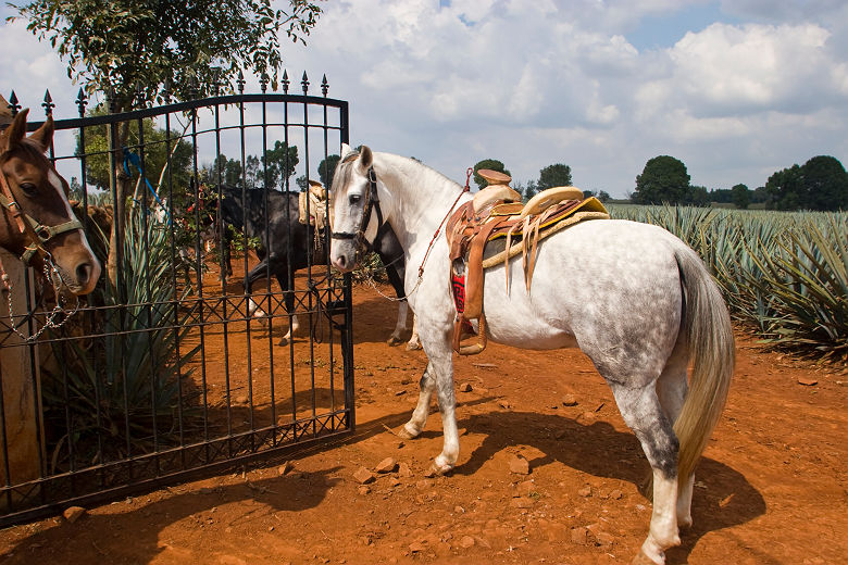 Chevaux au bord d'une plantation d'Agave - Mexique