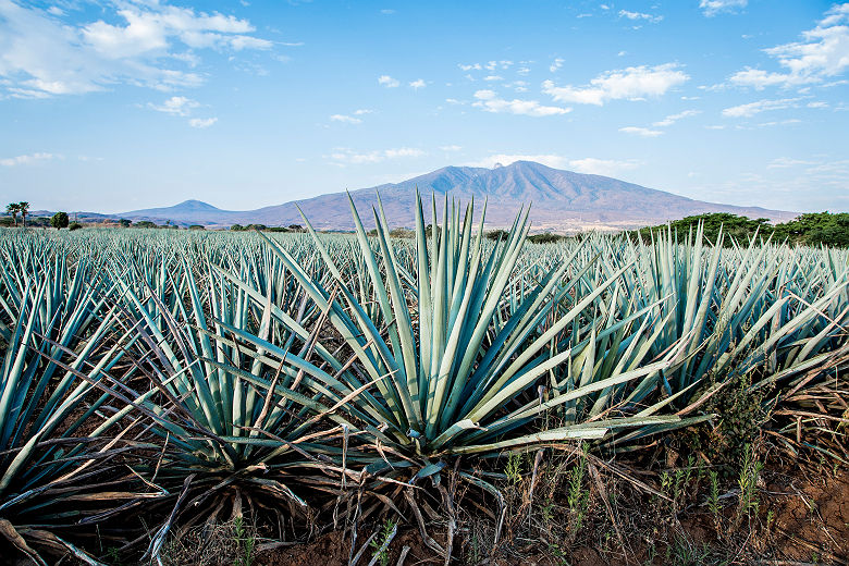 Plantation d'Agave à Tequila - Mexique