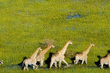 Girafes dans le delta de l'Okawango - Botswana