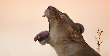 Lionne qui baille en Afrique