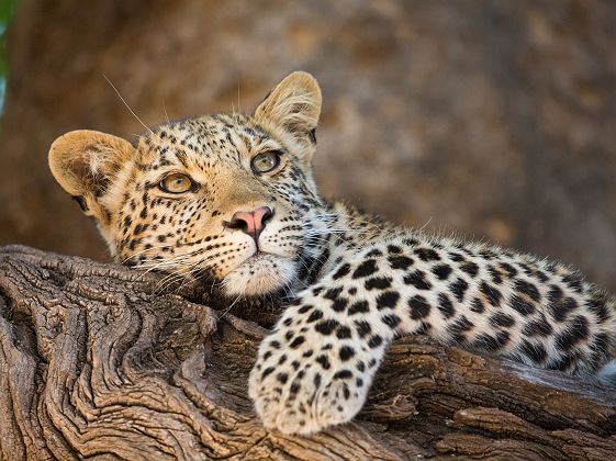 Afrique - Portrait d'un léopard posé sur une arbre