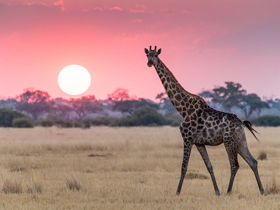 Girafe à Savuti dans le Parc National de Chobe - Botswana