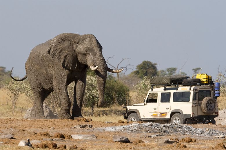 Afrique - Portrait d'un éléphant face à une excursion en 4x4 dans le parc national Chobe