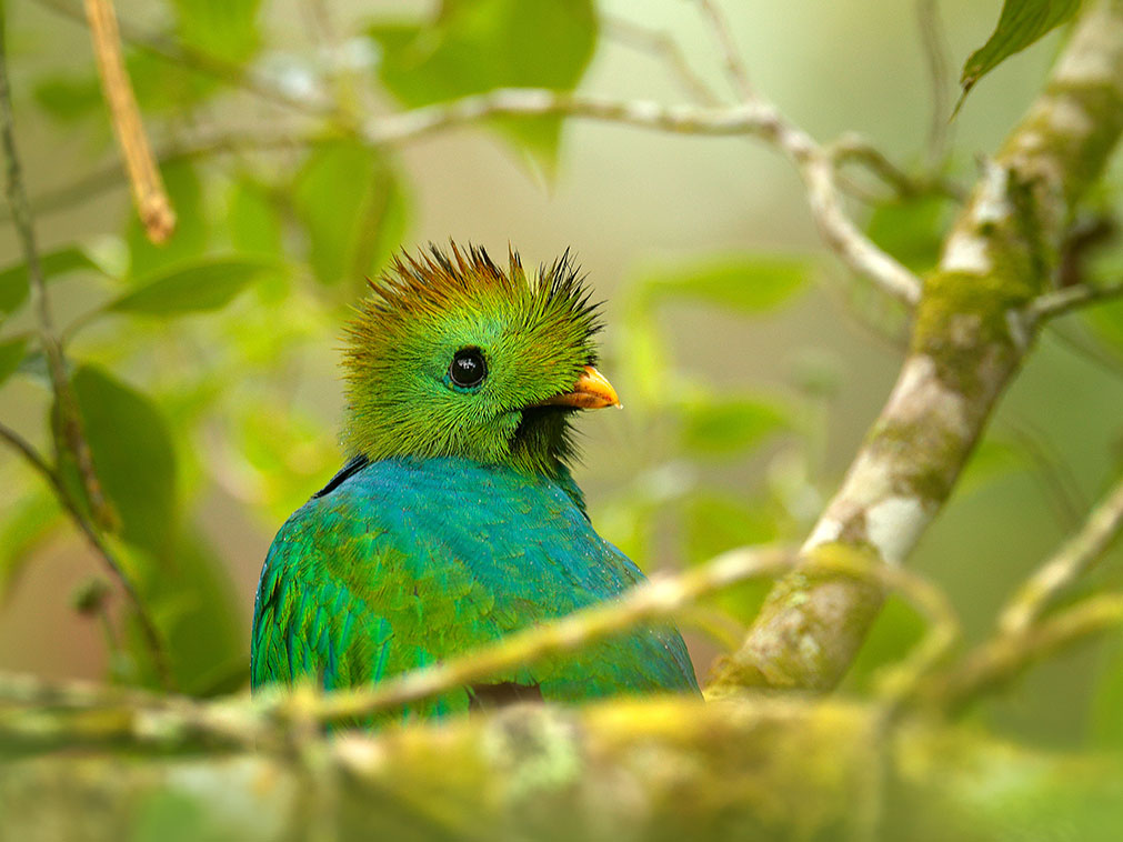 amerique_nicaragua_circuit_au_volant_oiseau