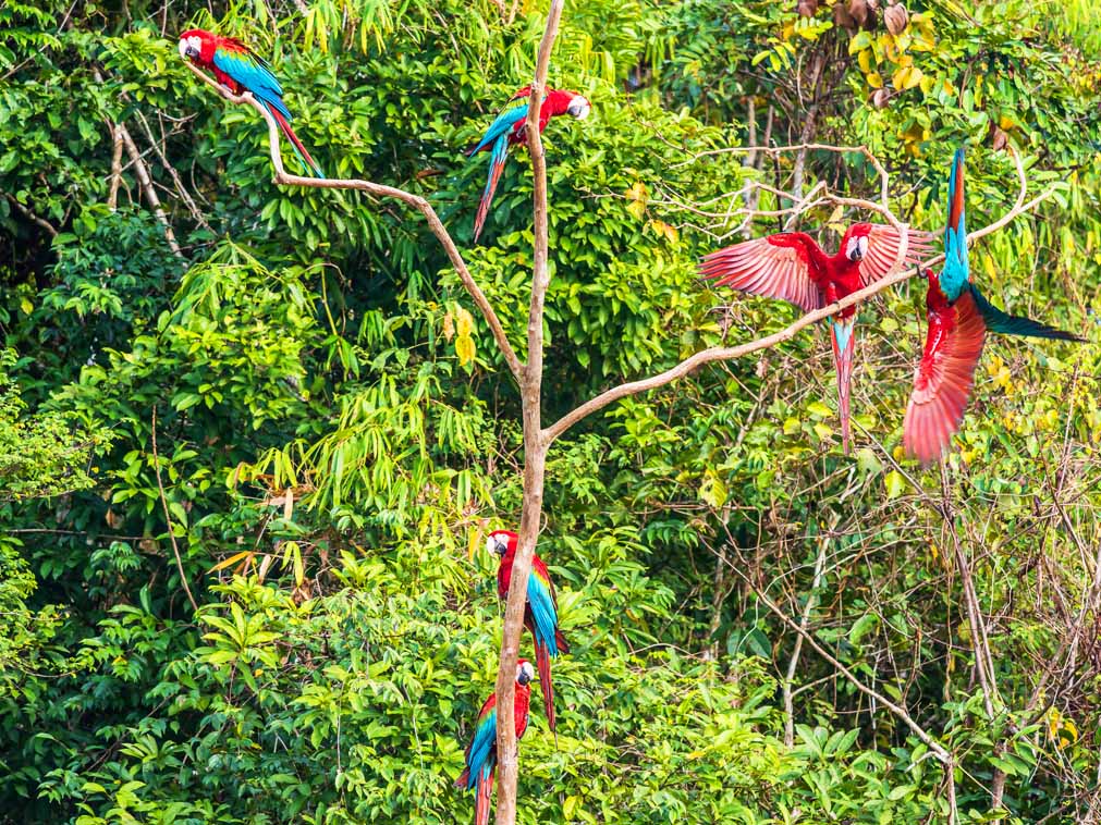 sejour_croisiere_amazonie_bresil_oiseaux