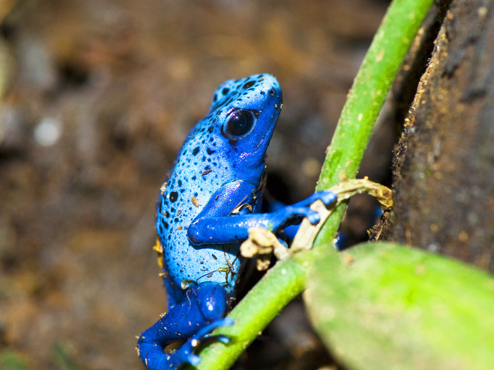 decouverte_bresil_croisiere_amazonie_grenouille