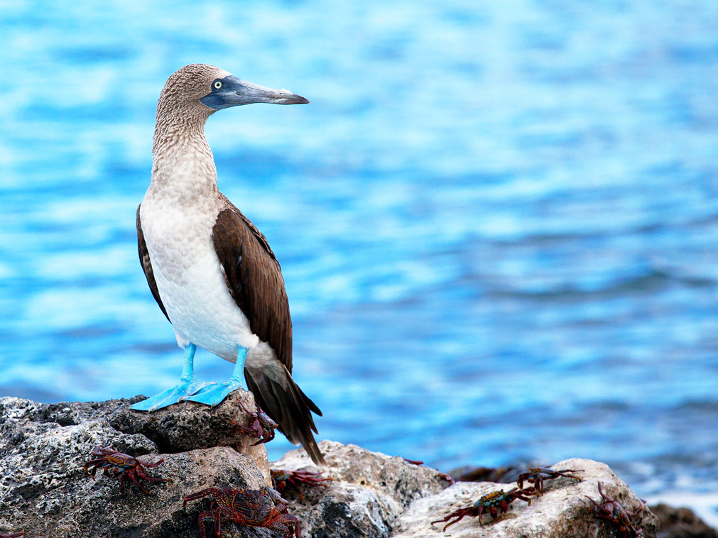 decouvrir_archipel_galapagos_equateur_croisiere