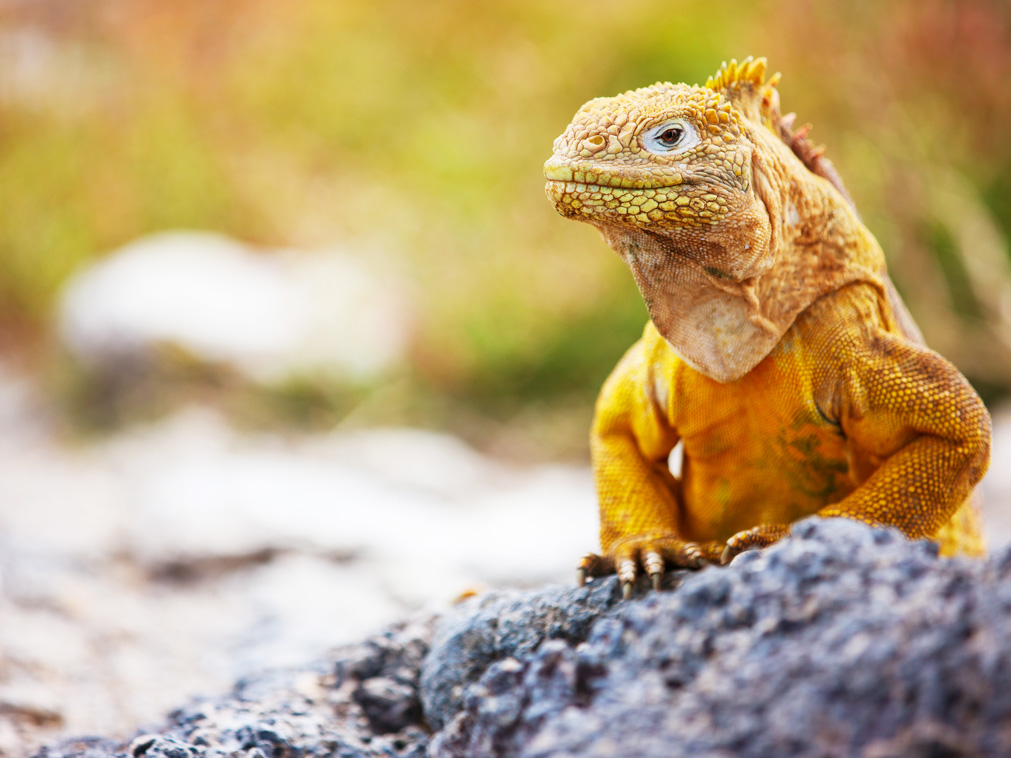 croisiere_equateur_archipel_galapagos_santa_cruz