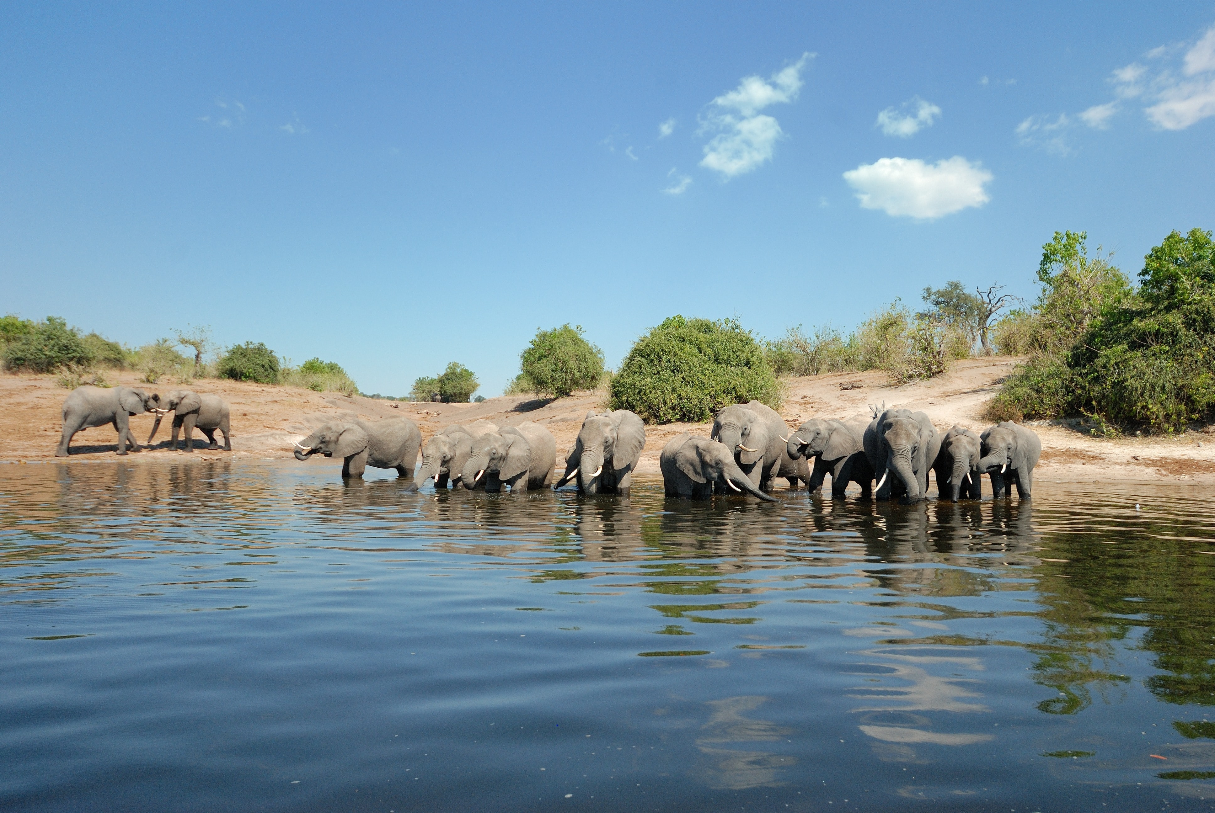 elephans_dans_un_point_deau_a_chobe