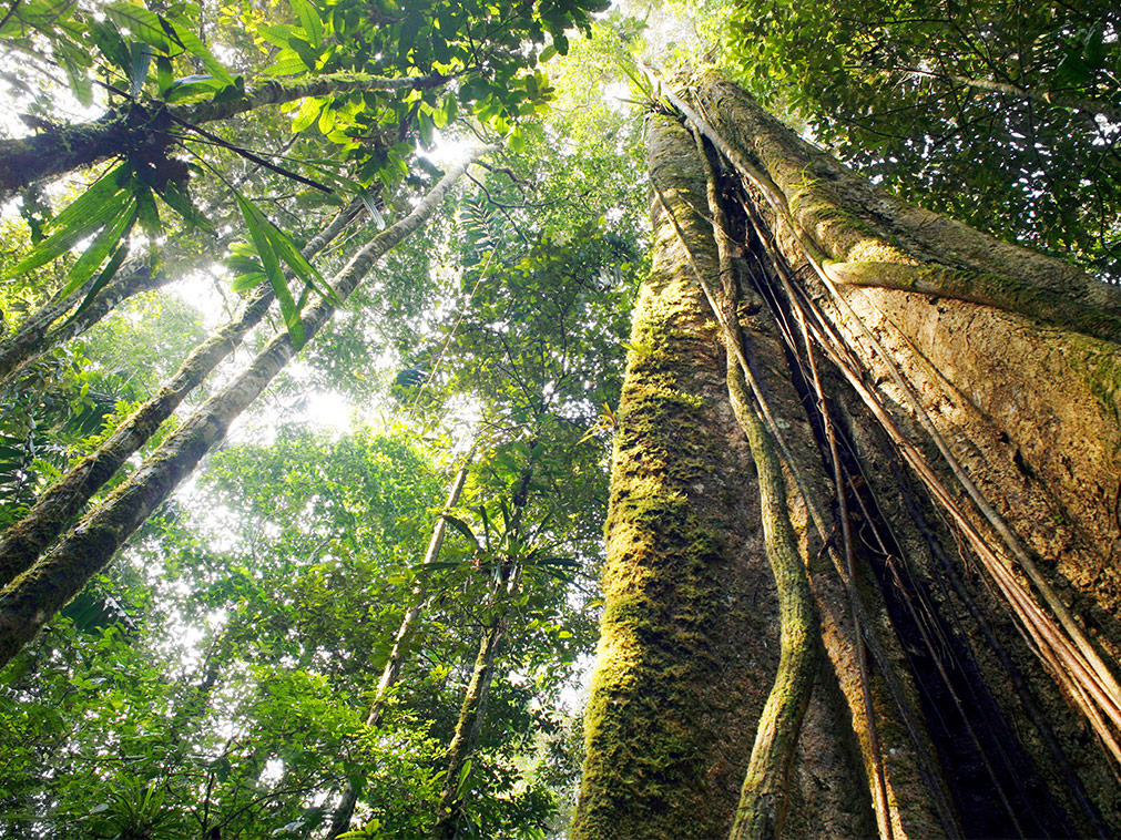 croisere_amazonie_medandres_paradis_vers_bresil