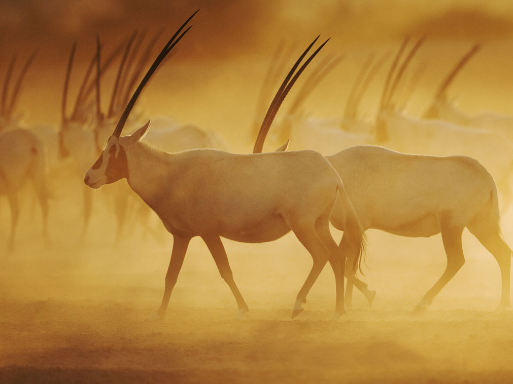 oryx_desert_abu_dhabi_yas_island_sejour_decouvrir