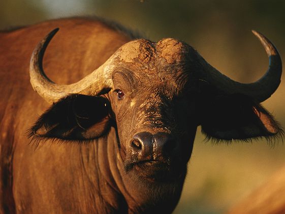 Buffle en Afrique