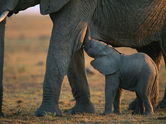 Bébé éléphant au Botswana