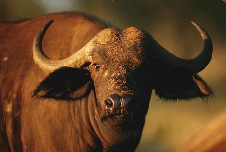 Buffle en Afrique