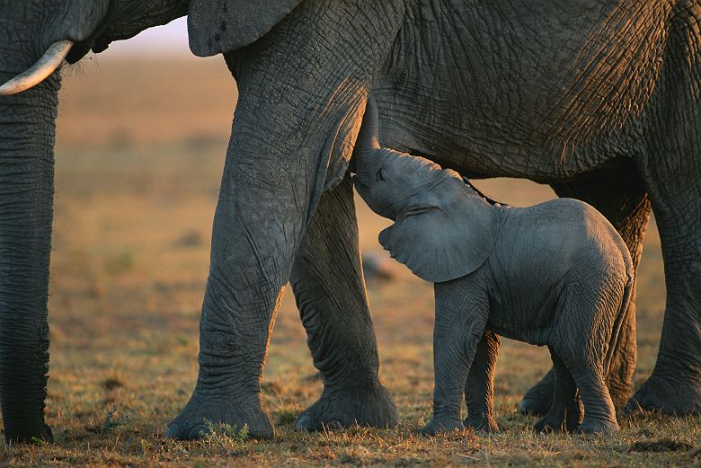 Bébé éléphant au Botswana