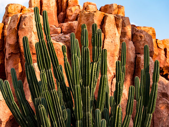 Etats-Unis - Saguaro cactus à Phoenix