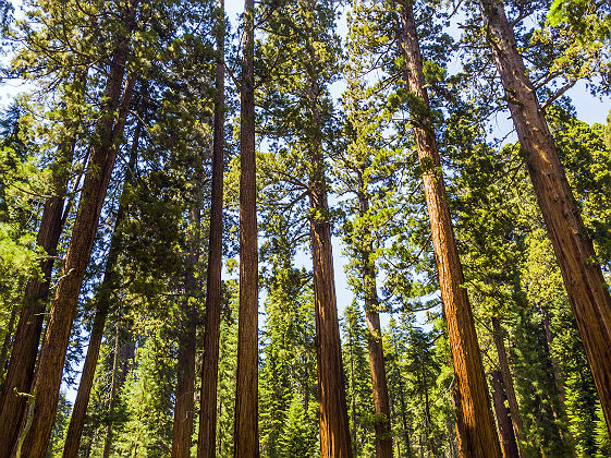 Sequoia National Park en Californie, Etats Unis