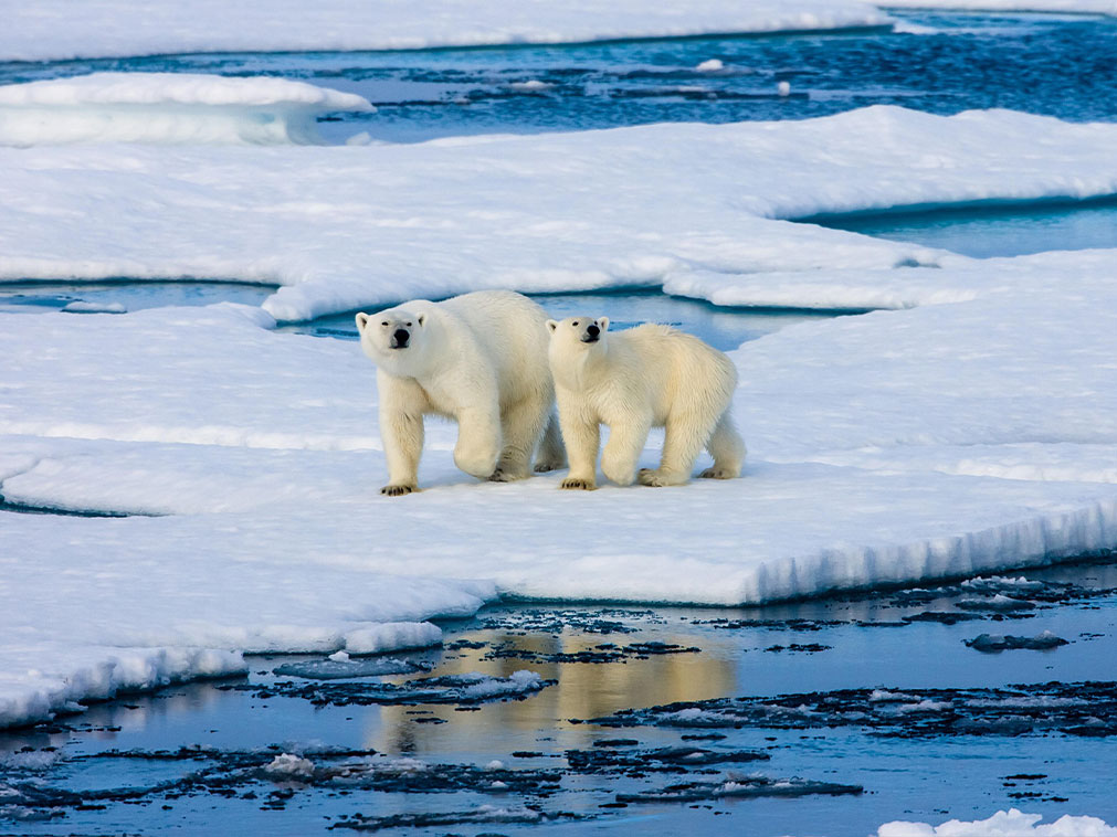 ours_polaires_sur_la_banquise