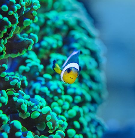 Poisson clown près d'un corail