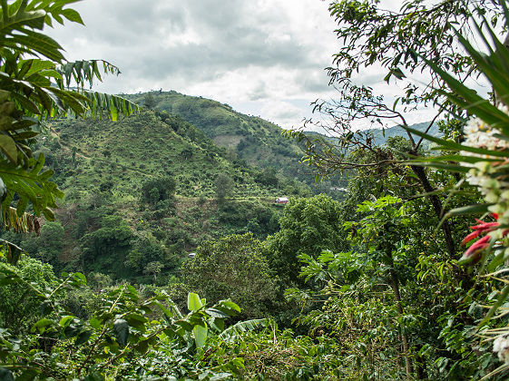 Blue Mountain Coffee Farm