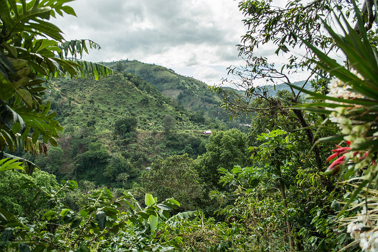 Blue Mountain Coffee Farm