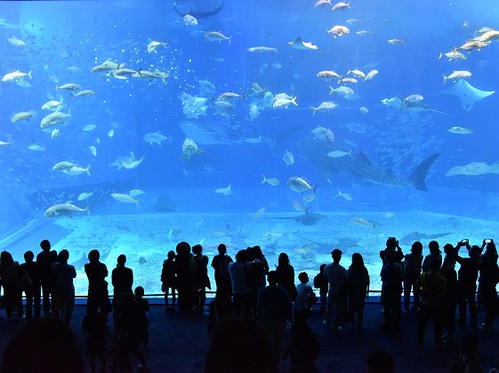 Churaumi aquarium, Naha, Okinawa