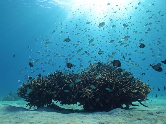 Plongée aux îles Kerama ©JNTO