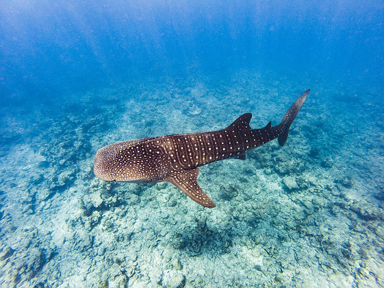 Grand requin-baleine