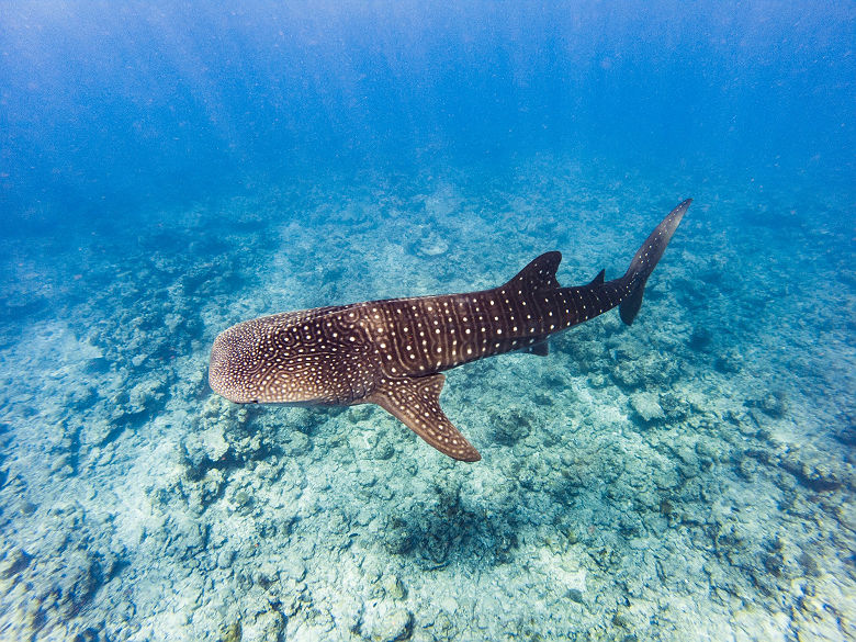 Grand requin-baleine