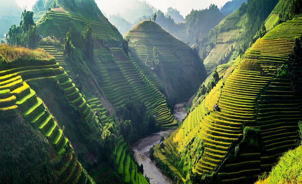 Vietnam - Plantation de riz dans une vallée au nord-ouest du pays