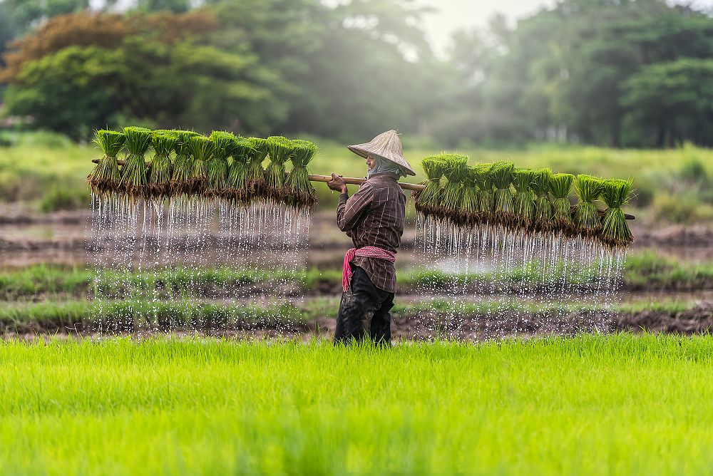 Vietnam - Portrait d'agriculteur local de riz