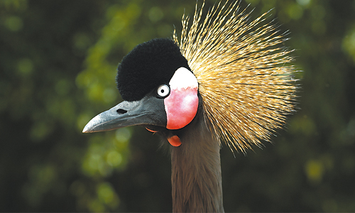 voyage_senegal_parc_national_du_djouj_reserve