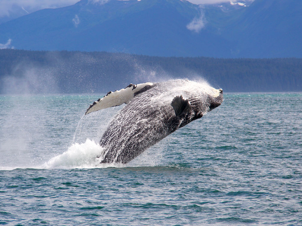 croisiere_en_alaska_bateau_amplitudes