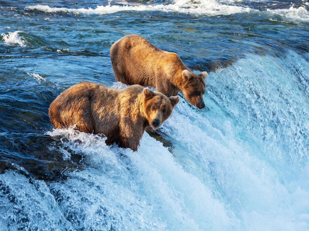 croisiere_en_alaska_bateau_amplitudes