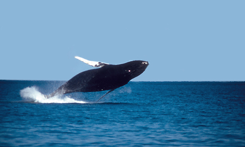 voyage_canada_voir_les_baleines_tadoussac_perce