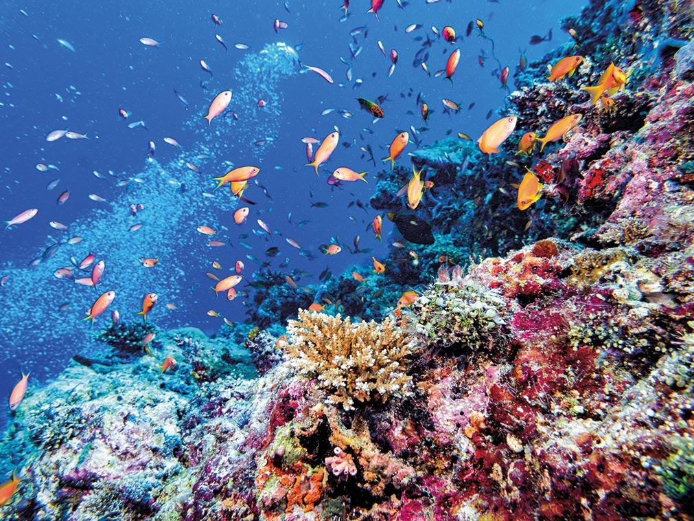 croisiere_amplitudes_maldives_catamaran_cabine