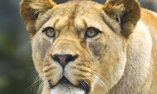 voyage_ouganda_rwanda_lions_reserves