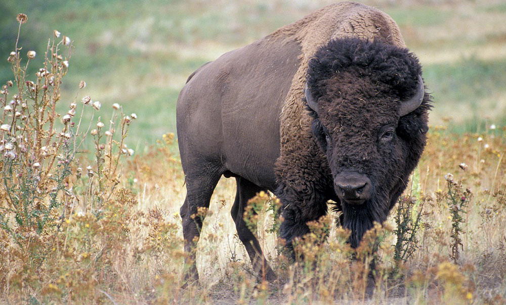 bison