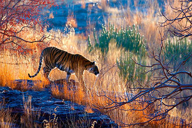 Inde - Portrait d'un tigre de Bengale dans la forêt du parc national de Ranthambore